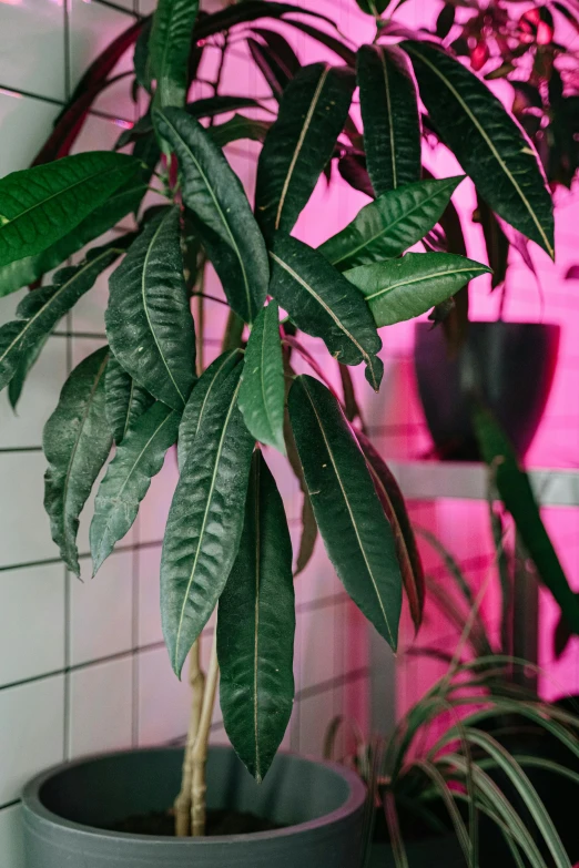 a plant that is sitting in a pot, a hologram, inspired by Elsa Bleda, trending on pexels, pink neon lights, lush greens, dark green leaves, high light on the left