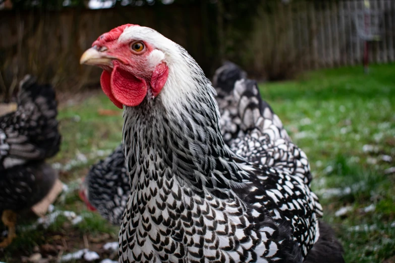 a group of chickens standing on top of a grass covered field, profile image, gray mottled skin, close - up photograph, regal pose