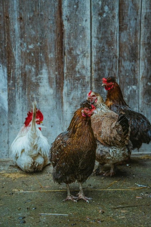 a group of chickens standing next to each other, a picture, pexels contest winner, renaissance, rustic setting, profile image, ben ridgway, three animals