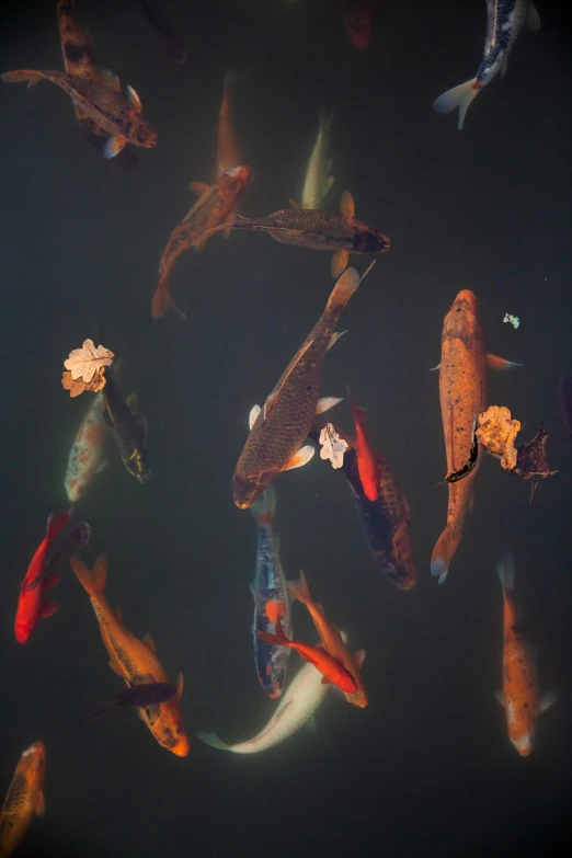 a group of koi fish swimming in a pond, trending on unsplash, process art, paul barson, large scale photo, diverse species, 2 0 5 6
