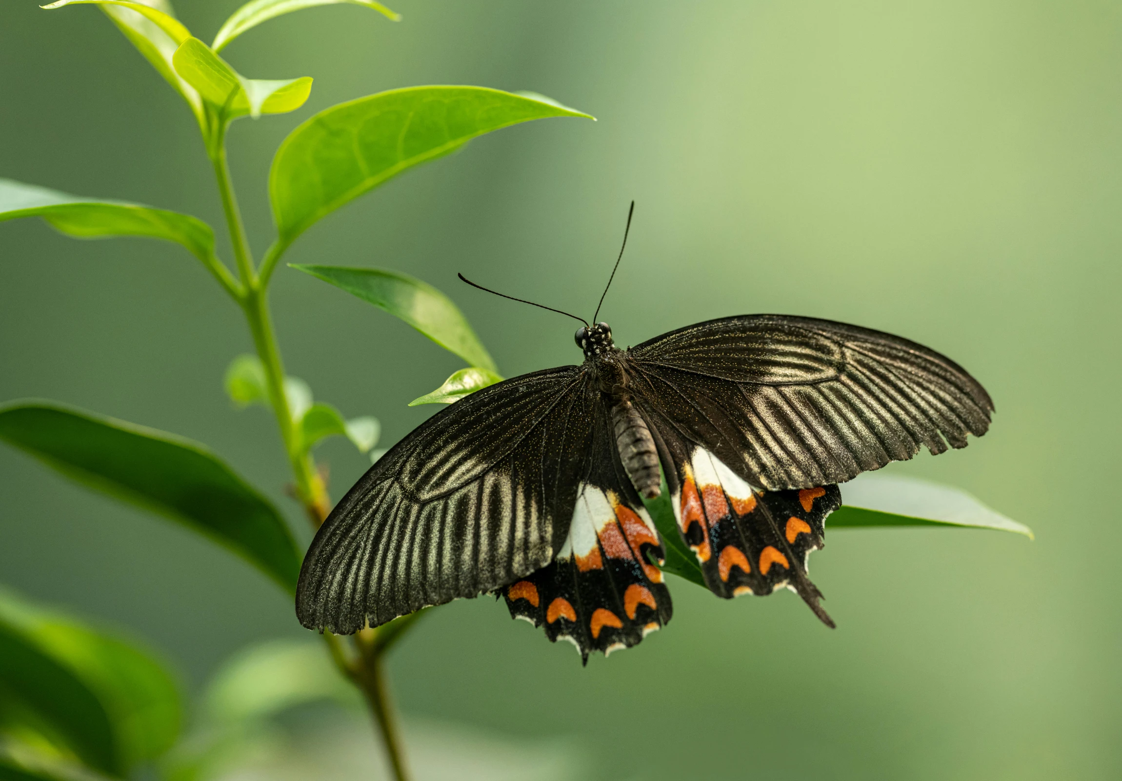 a close up of a butterfly on a plant, pexels contest winner, arms stretched out, rectangle, ornamented, endangered