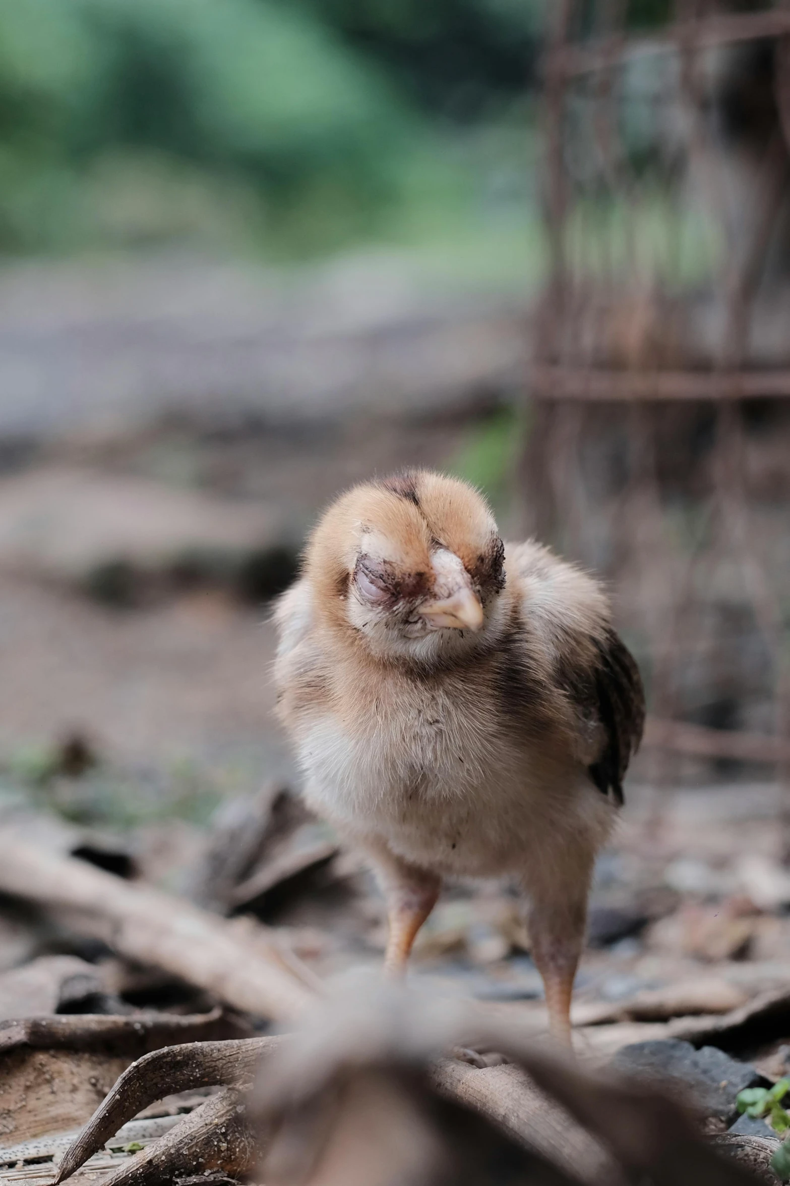 a small bird standing on the ground next to a cage, by Jan Tengnagel, unsplash, chicken feathers, cute silly face, a wooden, australian