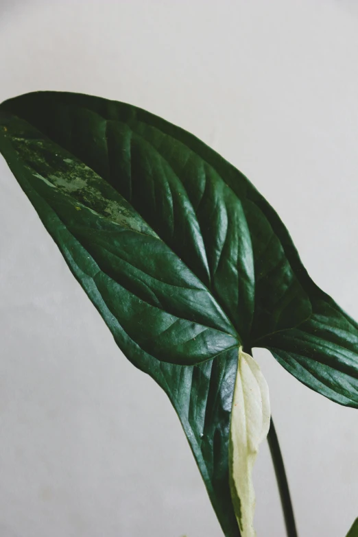 a close up of a plant with green leaves, inspired by Carpoforo Tencalla, vanilla, aged, flat lay, left profile