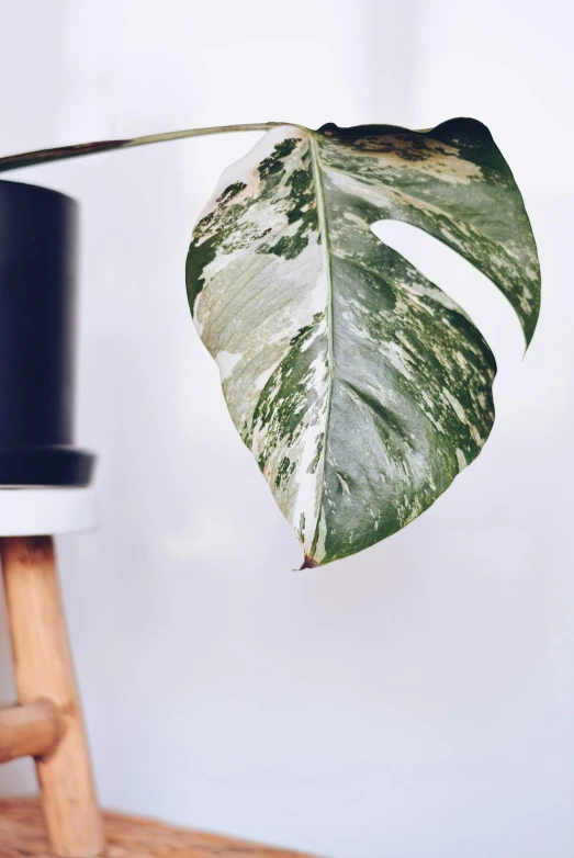 a potted plant sitting on top of a wooden table, trending on unsplash, photorealism, gray mottled skin, on clear background, sitting on a leaf, detailed product image