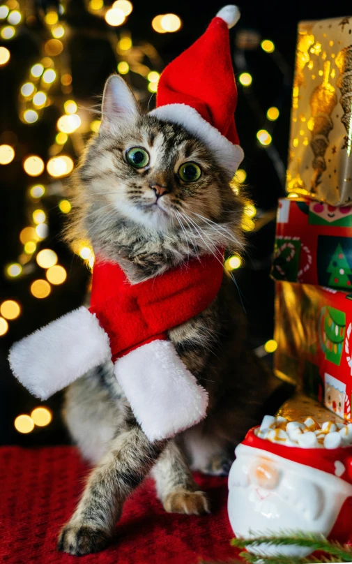 a cat wearing a santa hat and scarf, by Julia Pishtar, pexels, photorealism, demur, square, high quality photo, toys