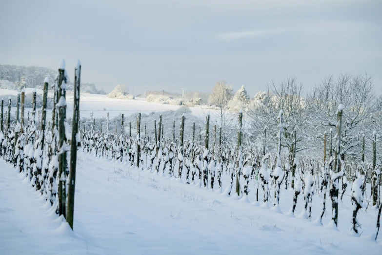 a bunch of trees that are covered in snow, pexels contest winner, renaissance, an idyllic vineyard, background image, northern france, artisanal art