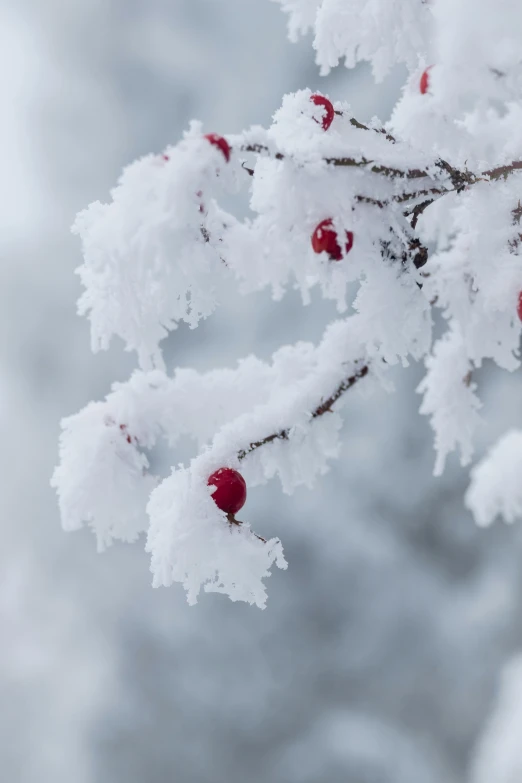 a close up of a branch of a tree covered in snow, submerged in cranberries, ryan dyar, frosty, f / 2 0