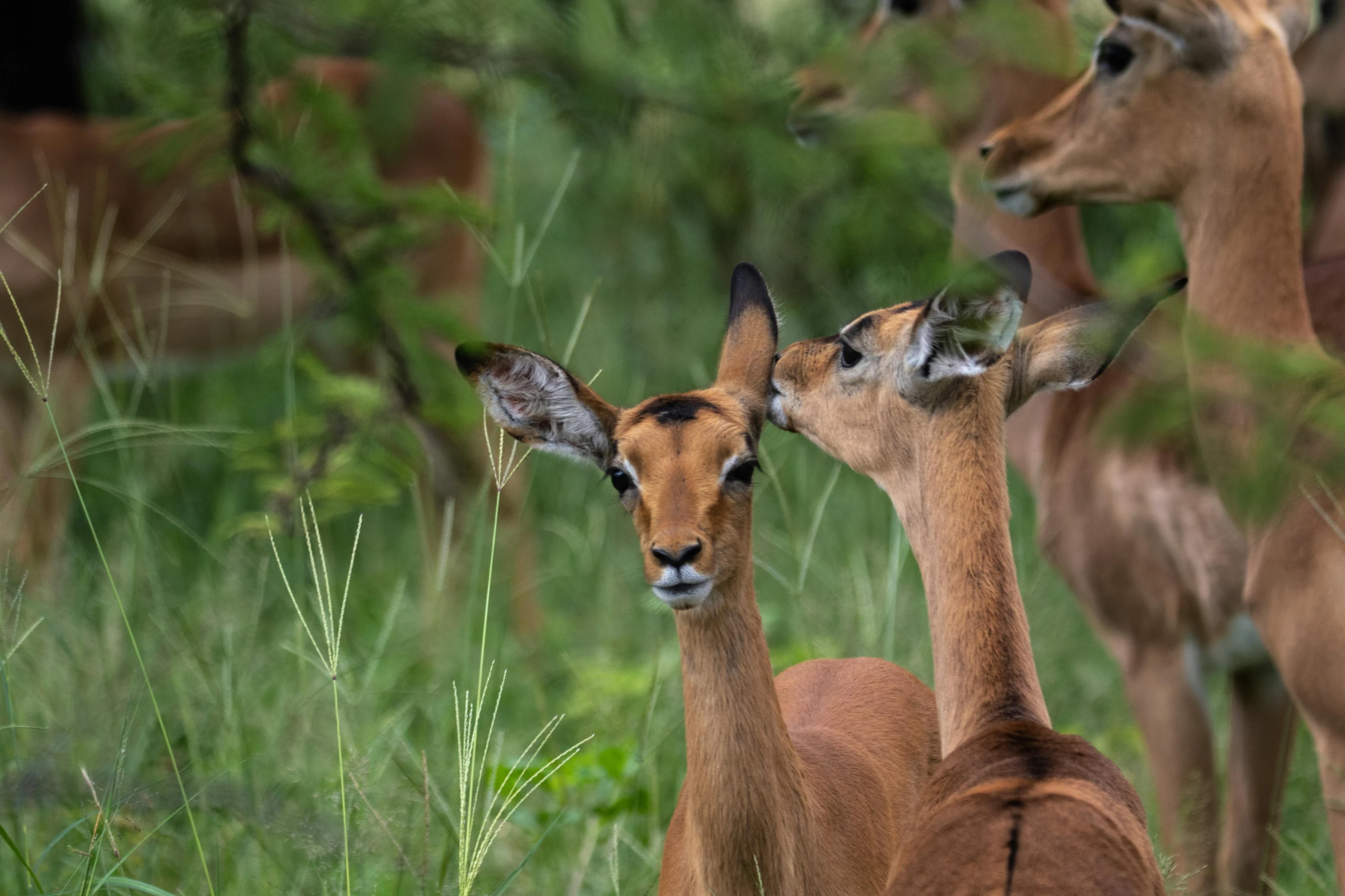 a herd of deer standing on top of a lush green field, by Juergen von Huendeberg, pexels contest winner, bushveld background, scratching head, frontal close up, calmly conversing 8k