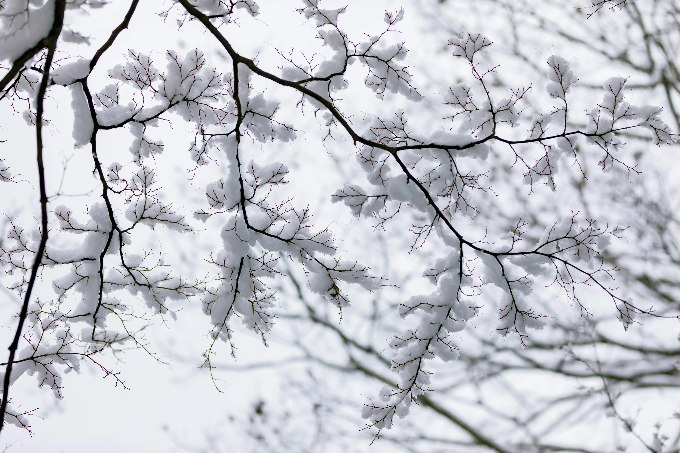 the branches of a tree are covered in snow, trending on pexels, arabesque, fractal leaves, mystical kew gardens, ilustration, 2022 photograph