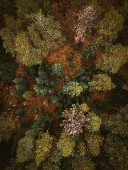 an aerial view of a forest in autumn, a picture, by Sebastian Spreng, unsplash contest winner, 2 5 6 x 2 5 6 pixels, forest floor, pine, ultra realistic 8k octan photo