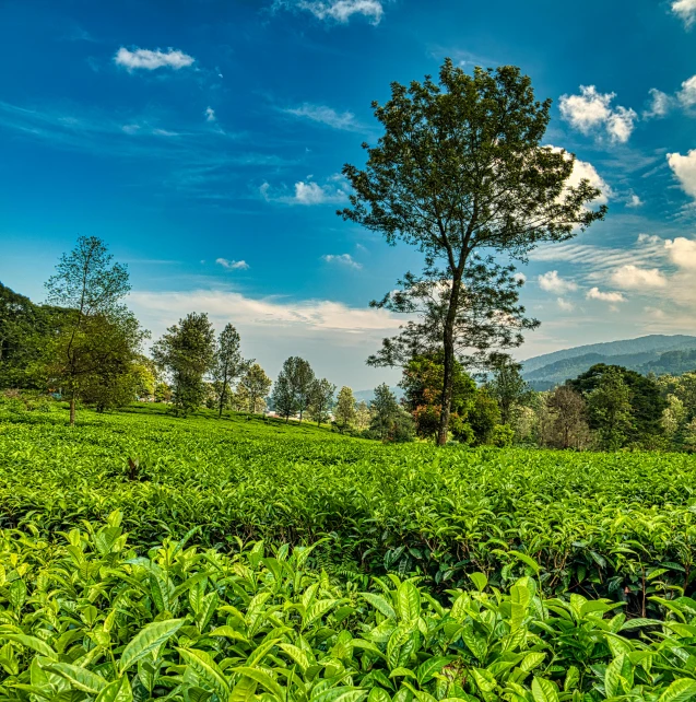 a field full of green plants under a blue sky, by Rodney Joseph Burn, pexels contest winner, tea, kerala village, post processed, instagram post