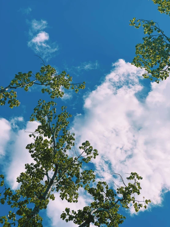 a group of trees with a blue sky in the background, trending on vsco, clouds visible, ilustration, 2019 trending photo