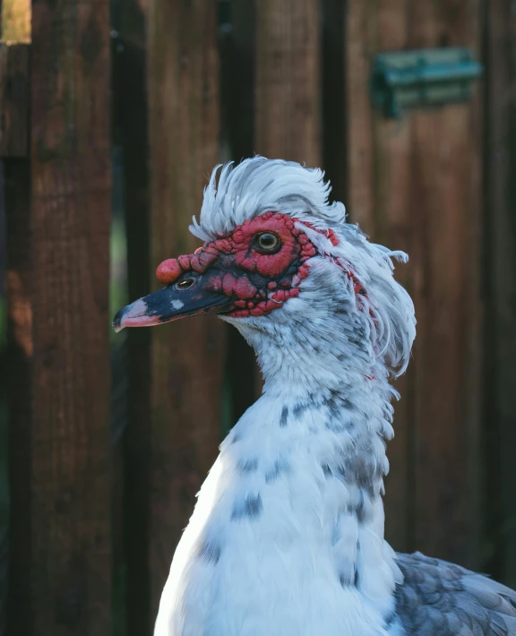 a close up of a bird near a fence, an album cover, by Jacob Duck, pexels contest winner, albino skin, quackery, white freckles, red - eyed