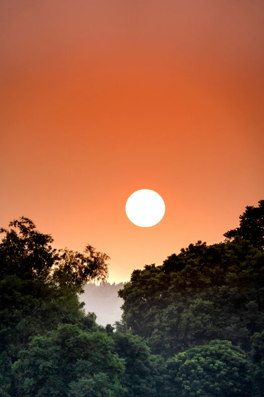 a group of elephants walking across a lush green field, by Peter Churcher, flickr, romanticism, red sun over paradise, over the tree tops, from wheaton illinois, today\'s featured photograph 4k