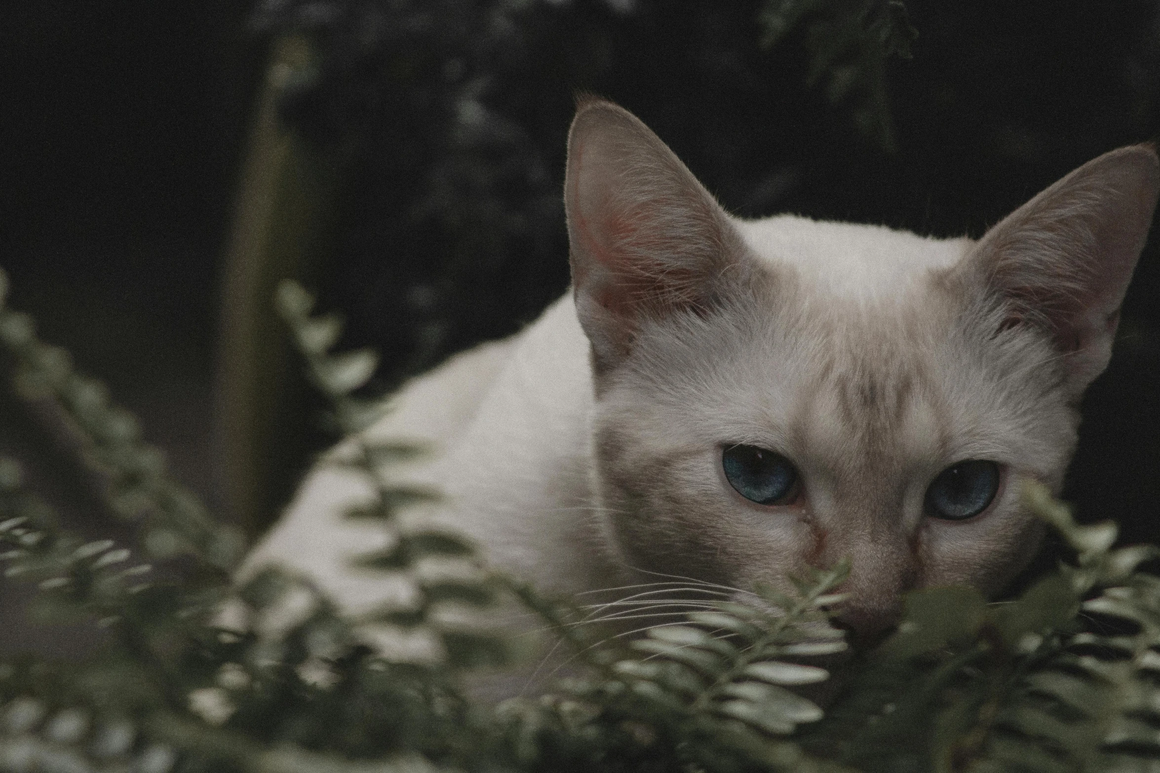 a white cat with blue eyes sitting in a bush, unsplash, renaissance, cinematic footage, grey, thoughtful, a blond