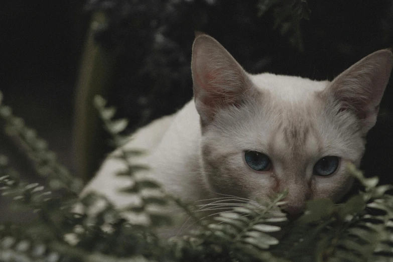 a white cat with blue eyes sitting in a bush, unsplash, renaissance, cinematic footage, grey, thoughtful, a blond