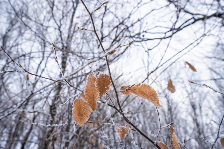 a close up of a leaf on a tree branch, by Jaakko Mattila, unsplash, visual art, winter forest, brown, freezing, various posed