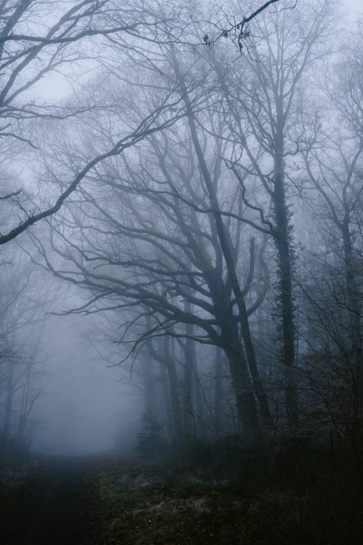 a path in the middle of a foggy forest, an album cover, inspired by Elsa Bleda, pexels contest winner, tonalism, pale blue fog, dark winter evening, southern gothic scene, taken in the late 2000s