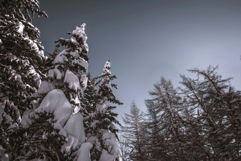 a man riding skis down a snow covered slope, pexels contest winner, romanticism, dark pine trees, looking upwards, (3 are winter, grey