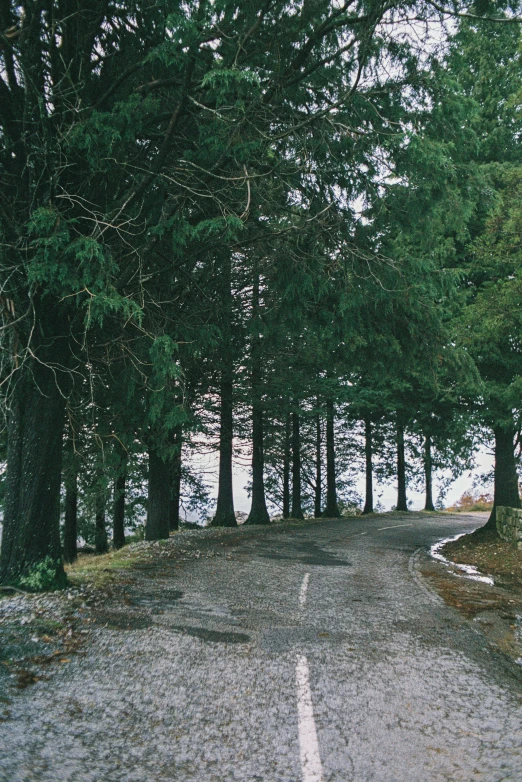 a road lined with trees next to a body of water, a picture, inspired by Elsa Bleda, unsplash, driveway, ((trees)), on a hill, hemlocks