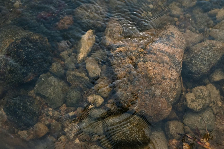 there is a shell on the rocks in the water, an album cover, by Leo Michelson, unsplash, photorealism, flowing clear water creek bed, 4 k texture pack, ((rocks)), real engine 5 cinematic