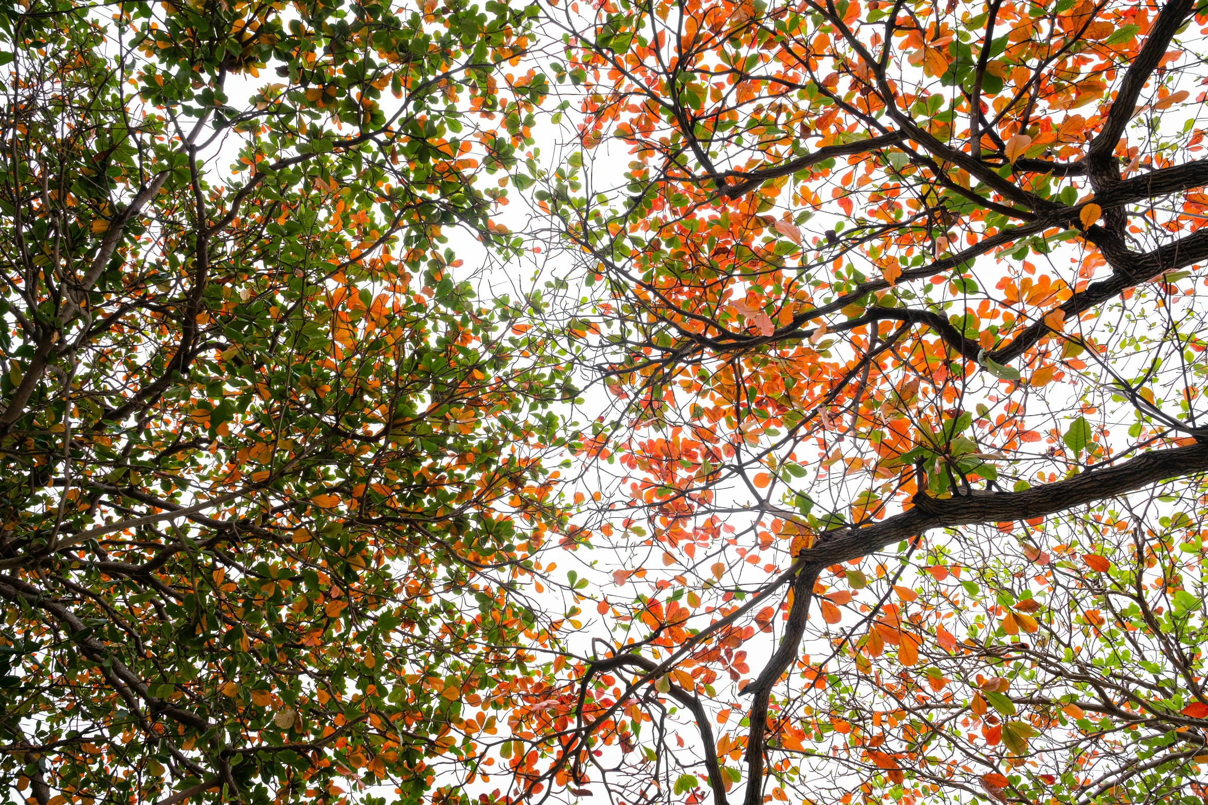 a couple of trees that are next to each other, pexels, green and orange theme, view from bottom to top, leaves trap, multicolored