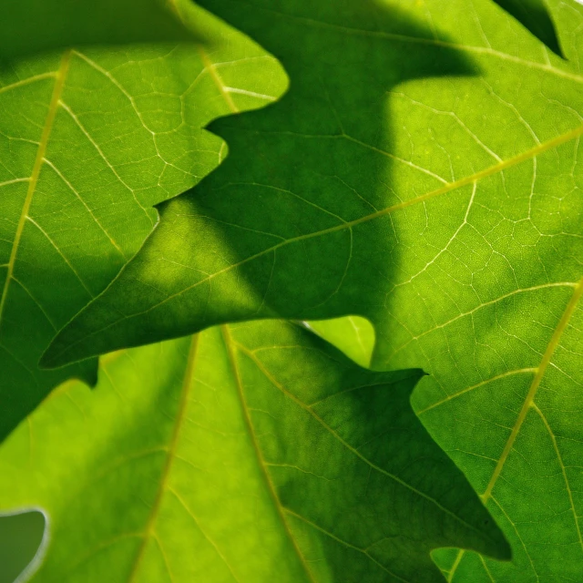 a close up of a leaf on a tree, strong shadows), oak trees, manicured solarpunk greenery, sycamore