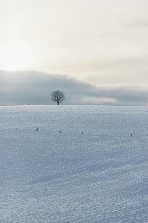 a man riding skis down a snow covered slope, a picture, by Karl Walser, minimalism, lonely tree, soft light - n 9, fields, ox