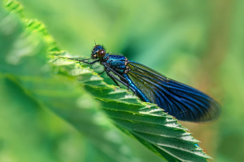 a blue dragonfly sitting on top of a green leaf, by Adam Marczyński, pexels contest winner, hurufiyya, slide show, avatar image, multiple stories, very high resolution