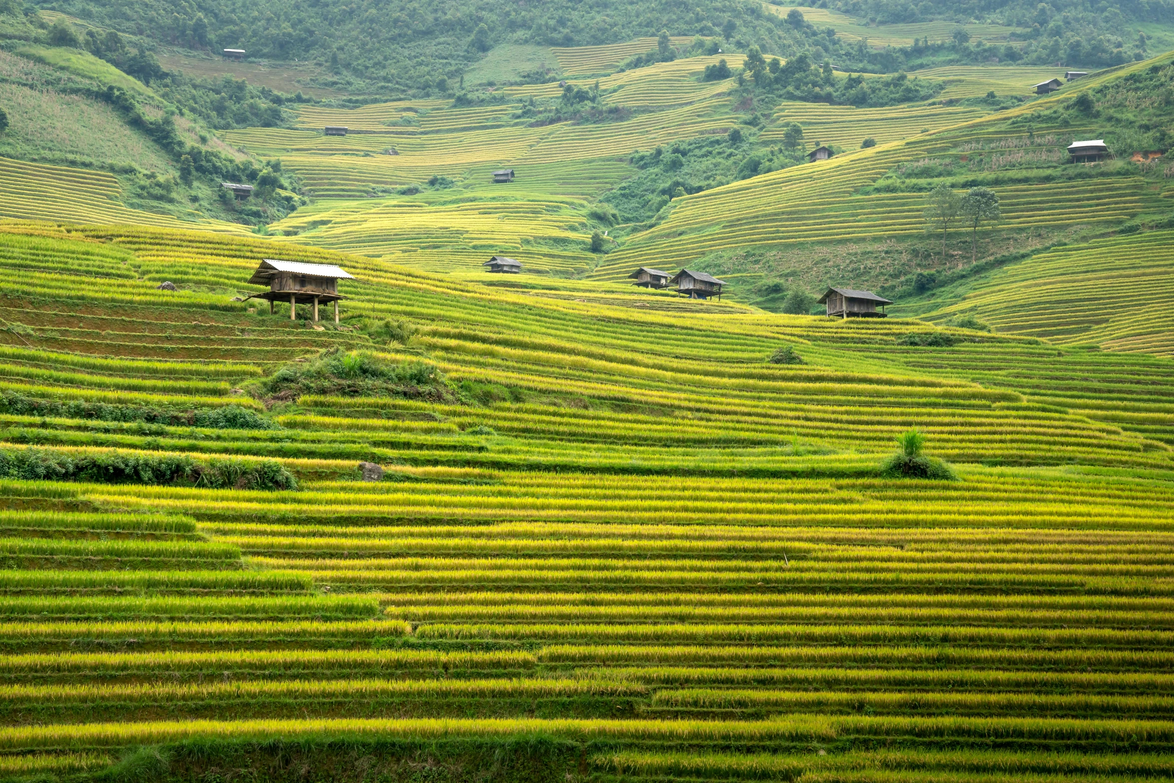 a group of people standing on top of a lush green hillside, by Jan Rustem, rice paddies, full of golden layers, huts, fields of flowers