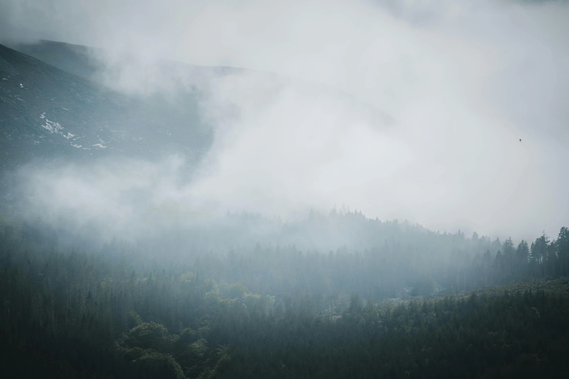 a herd of cattle standing on top of a lush green hillside, an album cover, inspired by Elsa Bleda, pexels contest winner, romanticism, dark forest shrouded in mist, shades of blue and grey, coniferous forest, a still of an ethereal