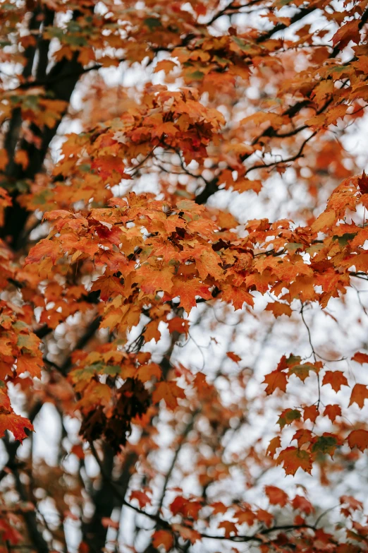 a clock mounted to the side of a tree, by Carey Morris, trending on unsplash, autumn colour oak trees, colors orange, botanicals, overcast weather