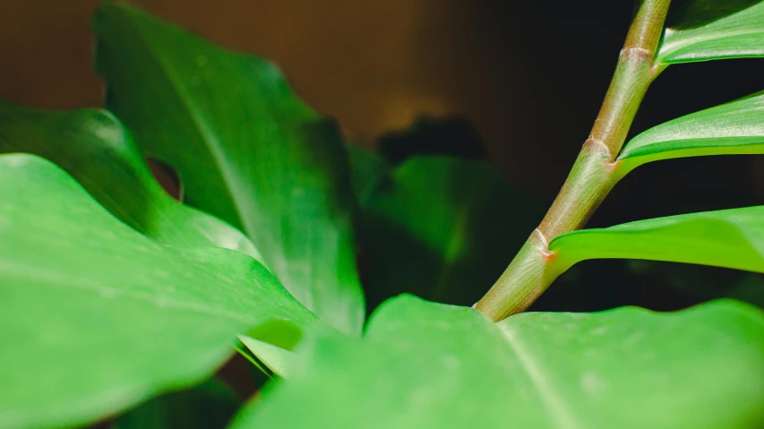 a close up of a plant with green leaves, unsplash, hurufiyya, antropromorphic stick insect, malika favre, moai seedling, shot on sony a 7