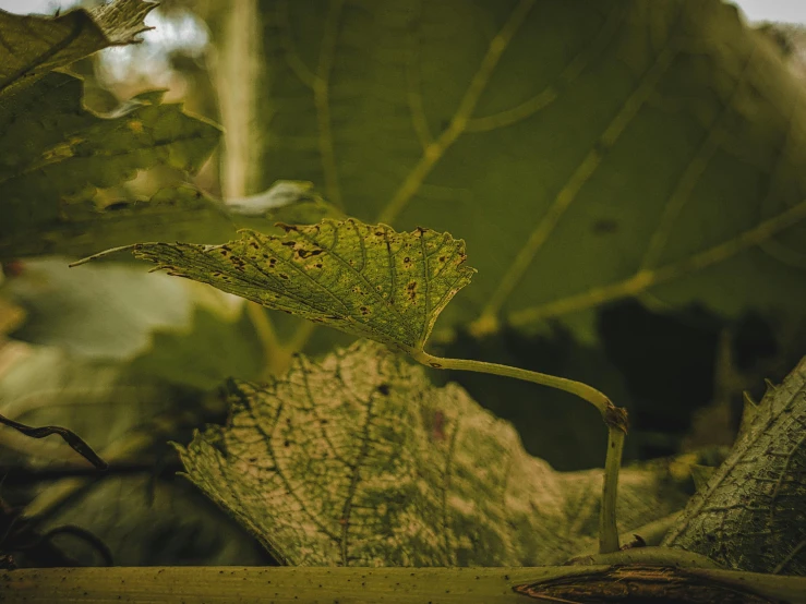 a close up of a leaf on a plant, unsplash, australian tonalism, vineyard, historical photo, ready to eat, tendrils in the background