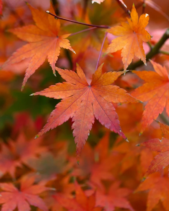 a close up of a tree with red leaves, orange hue, thumbnail, japanese maples, no cropping