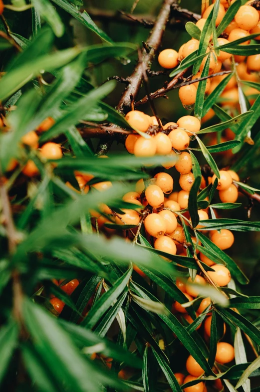 a close up of a bunch of fruit on a tree, hurufiyya, victoria siemer, shades of gold display naturally, evergreen branches, profile image