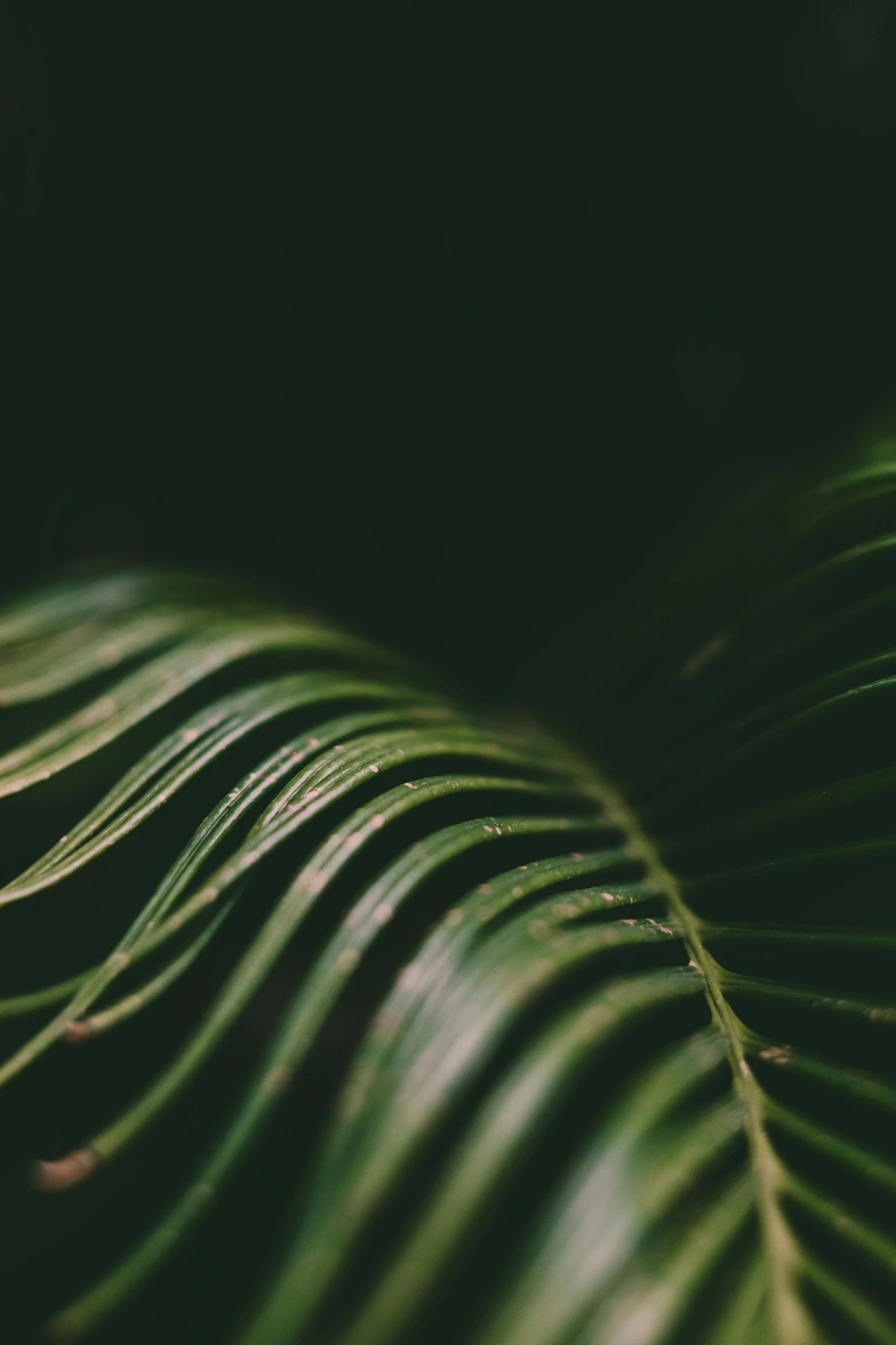 a close up of a green leaf, inspired by Elsa Bleda, trending on unsplash, dark jungle, stacked image, curved, instagram post