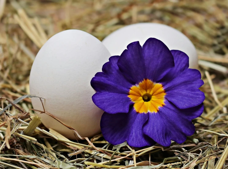 two white eggs sitting next to a purple flower, by Lucia Peka, pixabay contest winner, renaissance, 👰 🏇 ❌ 🍃, profile image, recipe, he has a big egg