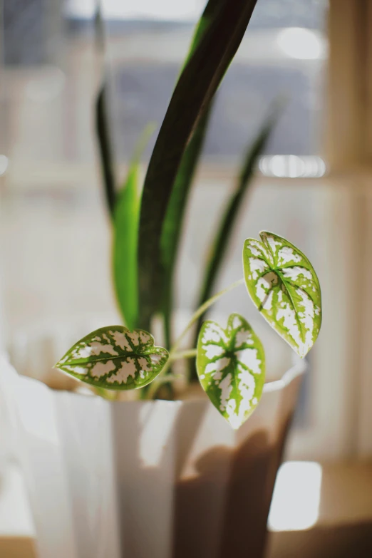 a close up of a plant in a vase, delicate patterned, trimmed with a white stripe, fan favorite, speckled