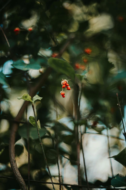 a bird sitting on top of a tree branch, a picture, inspired by Elsa Bleda, unsplash contest winner, tiny crimson petals falling, jungle vines, unfocused, jungle fruit