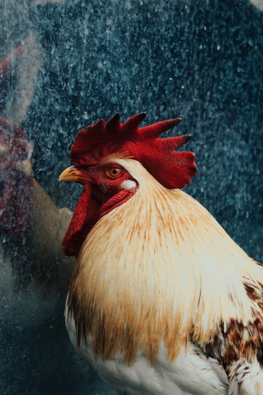 a rooster standing in front of a window, an album cover, pexels contest winner, covered in water drops, profile image, chickens, paul barson