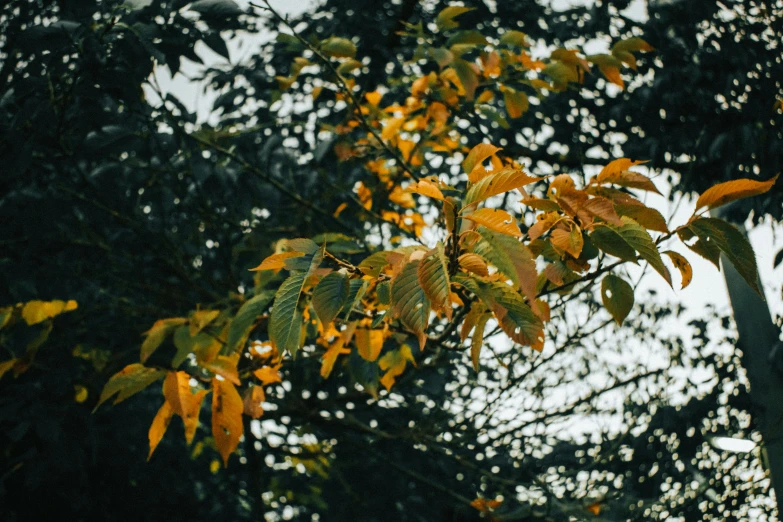 a close up of a tree with yellow leaves, a photo, unsplash, shot on hasselblad, green and gold, lo-fi, thumbnail