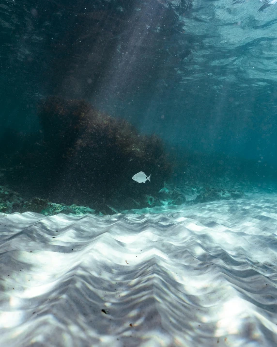 a fish that is swimming in the water, by Jacob Toorenvliet, unsplash contest winner, sumatraism, white beaches, sea foam, demon rays, high quality photo