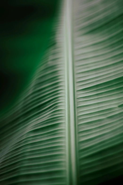 a close up of a green banana leaf, a macro photograph, by Peter Churcher, trending on pexels, baroque, white feathers, soft light - n 9, lines, shot on sony a 7 iii