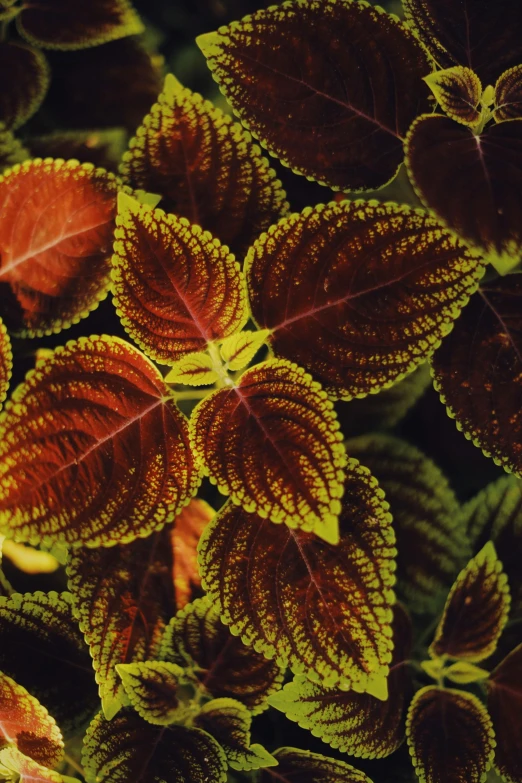 a close up of a plant with red and yellow leaves, an album cover, inspired by Elsa Bleda, unsplash, renaissance, detailed color scan, intricate hyperdetail macrophoto, mint, extra terrestrial plants