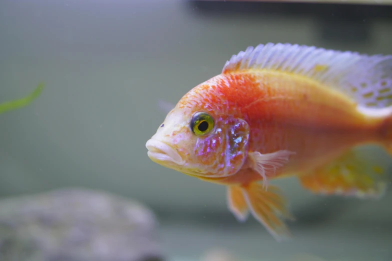 a close up of a fish in an aquarium, a portrait, by Gwen Barnard, pexels, faded red and yelow, albino dwarf, ap news, a colorful