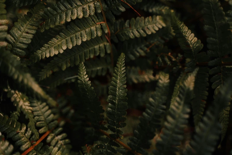 a close up of a plant with green leaves, an album cover, trending on pexels, australian tonalism, ferns, night mood, brown, black fir