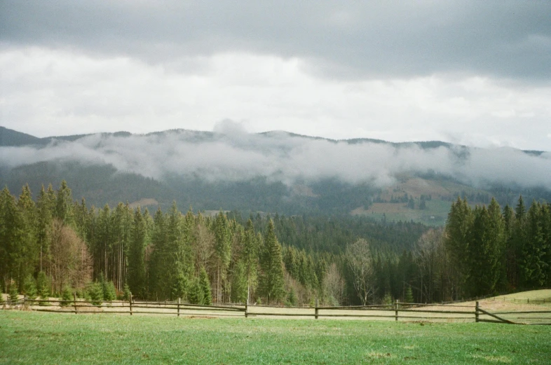 a horse standing on top of a lush green field, inspired by Avgust Černigoj, pexels contest winner, hurufiyya, coniferous forest, low clouds after rain, overcast gray skies, landscape photo-imagery