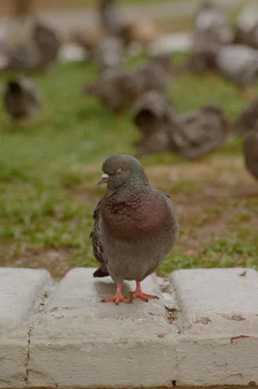 a flock of pigeons standing on top of a cement block, shot on imax, looking smug, photograph of april, at a park