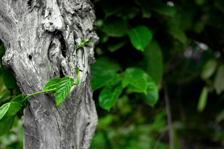 a close up of a tree trunk with a plant growing out of it, by Sven Erixson, unsplash, poison ivy, a wooden, a green, ignant